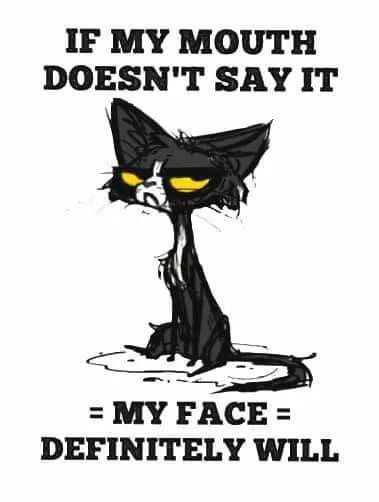 Funny Cat Quotes Hilarious, Cracker Quotes, Medische Humor, Hilarious Captions, Cranky Cat, Funny Cat Quotes, Animals With Captions, Grumpy Cats, Captions Funny