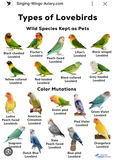 Singing Training, Names Of Birds, Best Pet Birds, Love Birds Pet, African Lovebirds, Conure Bird, Birds Pictures, Homemade Bird Houses, Finches Bird