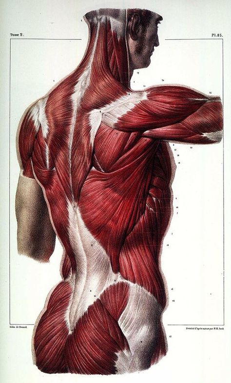 Anatomy stuff :) Body Muscle Anatomy, Anatomy Images, Human Body Anatomy, Art Anatomy, Human Anatomy Drawing, Human Figure Drawing, Muscle Anatomy, Human Anatomy Art, Anatomy Sketches