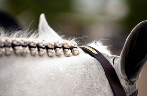 Hunter Braids Hunter Braids, Mane Braiding, Mane Braids, Horse Mane Braids, Facts About Horses, Horse Braids, Winter Equestrian Festival, Winter Equestrian, Horse Braiding