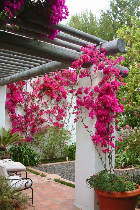 Bougainvillea Entryway, Bougainvillea Patio, Greek Garden Ideas, Bougainvillea Trellis, Greek Garden, Mediterranean Garden, House Plants Decor, Garden Oasis, Backyard Projects