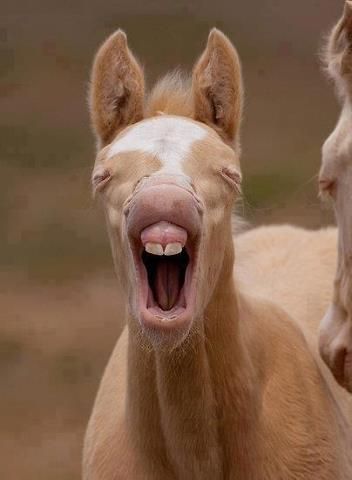 Hahahahaha.... That is all.   :) got its two front teeth lol Funny Horses, Funny Animal Photos, Baby Horses, I Love Horses, Funny Horse, All The Pretty Horses, Horse Crazy, Horse Photos, Love Horses