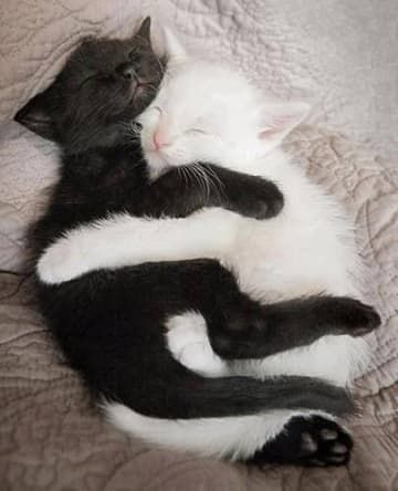 Animals That Have Found Their Other Half Wallpaper Gatos, Cats In Love, Cat Couple, Cat Cuddle, Cute Kitties, White Cats, Cat Sleeping, Cat Aesthetic, I Love Cats