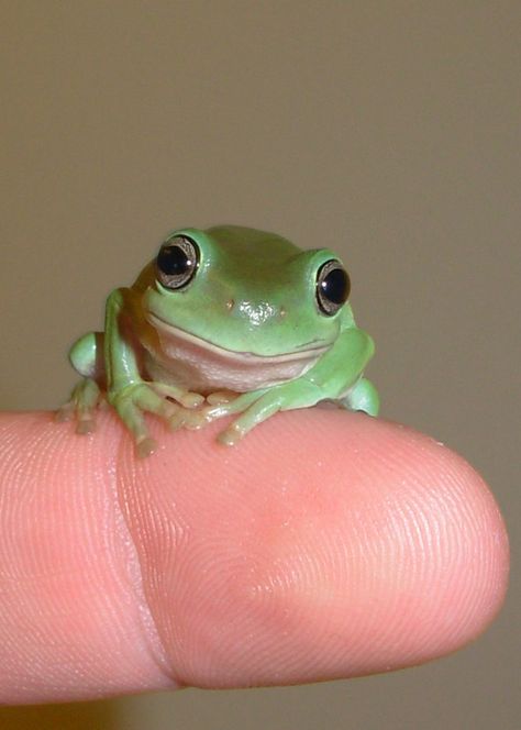 Baby white tree-frog.  I just got one as a pet. Chameleons, Tree Frog, Tree Frogs, Cute Critters, Reptiles And Amphibians, Cute Frogs, Lizards, Toad, Amphibians