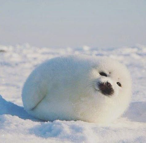 Harp Seal, Cute Seals, Baby Seal, Silly Animals, Little Animals, Cute Little Animals, 귀여운 동물, Adorable Animals