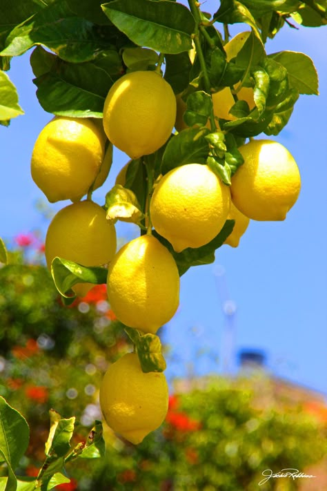 Fruits Reference, Lemon Tree Garden, Lemons In A Bowl, Fruit Trees Garden Design, Lemons Aesthetic, Vintage Lemonade, Lemon Pictures, Lemon Photography, Crete Holiday