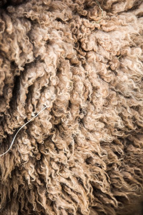 Sheep Farm Aesthetic, Sheep Aesthetic, Wool Aesthetic, Sheep Photography, Wool Photography, Fur Aesthetic, One Wild And Precious Life, Wild Sheep, Wild And Precious Life