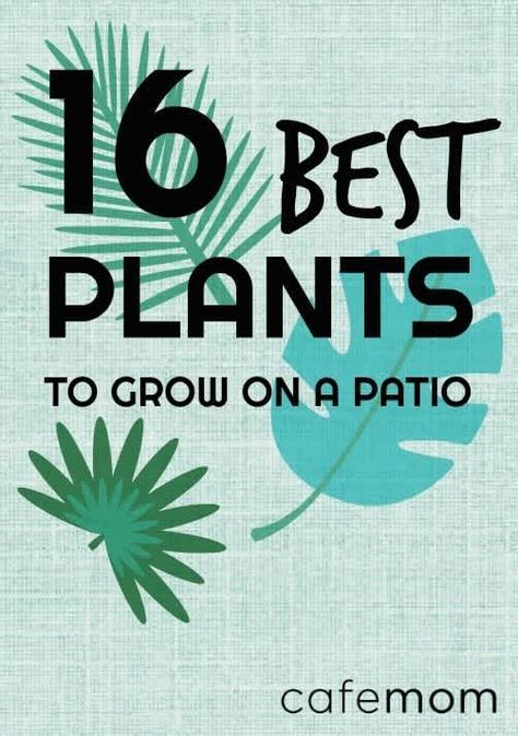 Patio Apartment Ideas, Tree Fort Ideas, Outdoor Patio Plants, Flowers For Patio, Banana Squash, Georgia Gardening, Lanai Decorating, Best Hanging Plants, Clean Home Decor