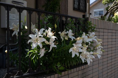 Lilies Aesthetic Wallpaper, Pretty Plants Aesthetic, White Lilies Aesthetic, White Lily Flower Aesthetic, Lilies Flowers Aesthetic, Lilies Aesthetic, White Header, White Lilly, All The Bright Places