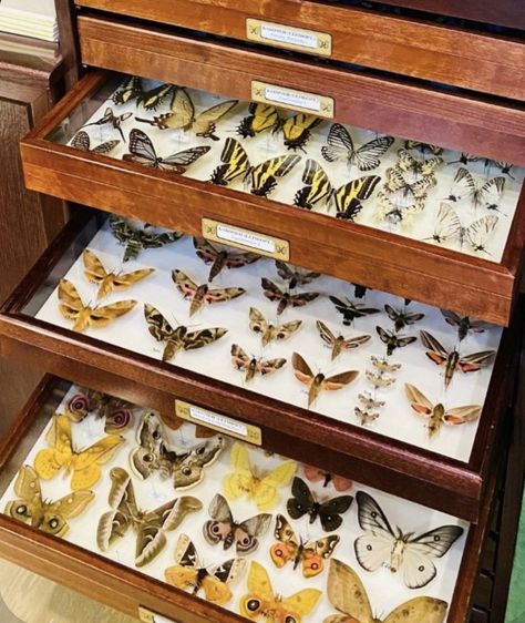 Bug Collection Aesthetic, Insect Collection Project, Mha Future, Zoology Aesthetic, Specimen Cabinet, Bug Taxidermy, Naturalist Decor, Learning Room, Entomology Collection