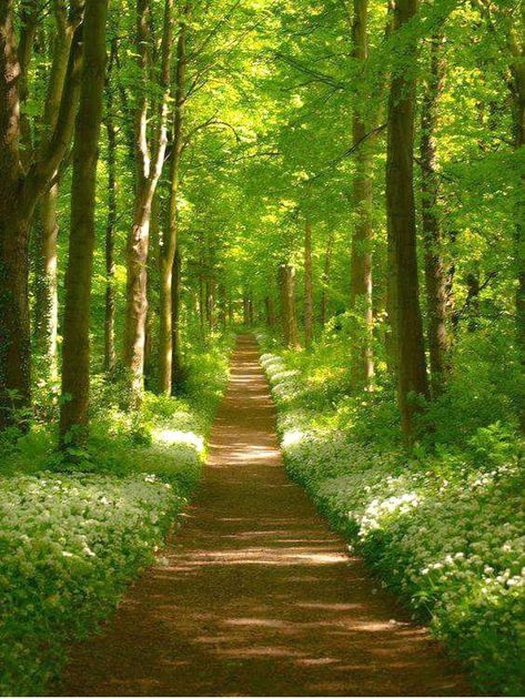 A Path In The Forest, Road Through Forest, Parks And Gardens Photography, Pathway Pictures, Forest With Path, Beautiful Forest Photography, Forest Pathways, Path In Forest, Road In Forest