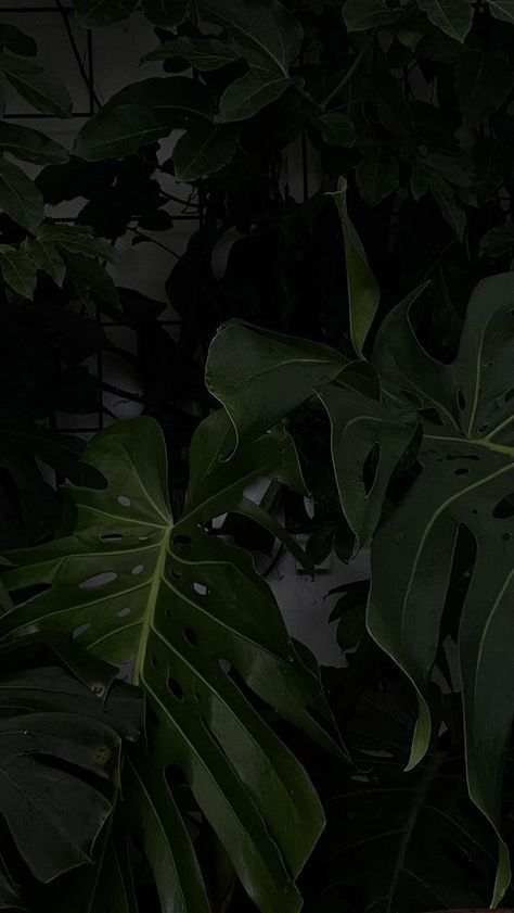 Dark Naturalism Aesthetic, Carcase Iphone, Green Inspo, Dark Green Wallpaper, Dark Feeds, Dark Green Aesthetic, Plant Wallpaper, Plant Aesthetic, Bad Mood