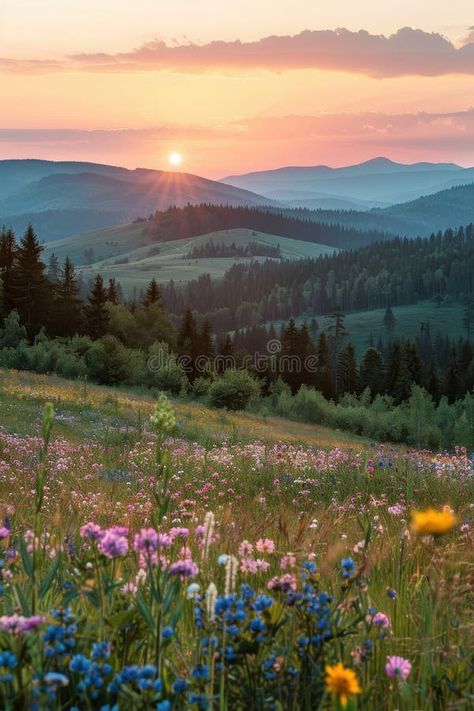 A beautiful field of flowers with a mountain in the background royalty free stock photos Mountain And Wildflowers, Meadow Landscape Photography, Real Flower Pictures, Landscape Photos Nature Scenery, Wild Flower Field Aesthetic, Mountain Scenery Photography, Mountain With Flowers, Cottage Meadow, Fields Aesthetic