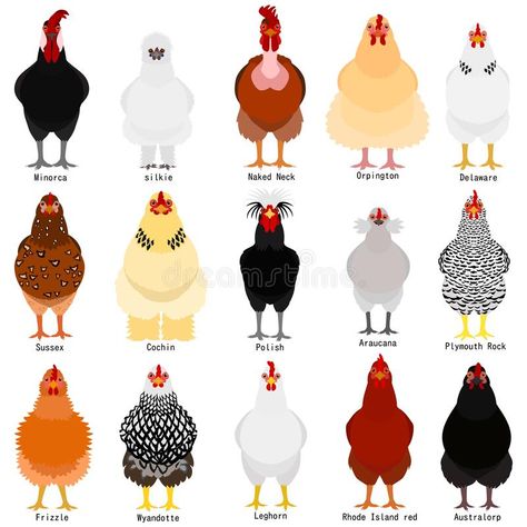 Chicken chart with breeds name. Set of various breeds of chicken on white with b #Sponsored , #Sponsored, #paid, #chart, #white, #chicken, #Chicken Geese Breeds, Chicken Bundles, Omnitrix Ben 10, Types Of Chickens, Fancy Chickens, Backyard Chicken Farming, Chicken Farming, Coop Ideas, Chicken Lady