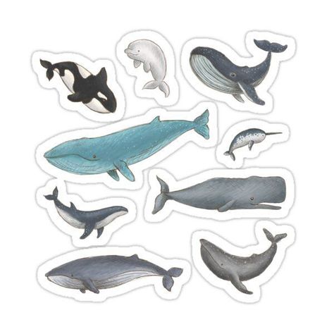 are perfect for adding a playful touch to your home decor or gifts! These stickers feature adorable cartoon versions of various whale species, making them a fun and unique addition to any collection. Perfect for use on notebooks, planners, and more, these stickers are sure to brighten up any space with their whimsical design. Marine Animals Illustration, Whales Stickers, Whale Species, Cute Whales, Cute Shark, Flower Iphone Wallpaper, Stickers Design, Planner Notebook, Adorable Cartoon