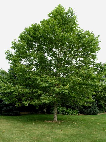 Trees Pictures, Backyard Sitting Areas, London Plane Tree, Playground Landscaping, London Plane, Trees For Front Yard, Urban Garden Design, Backyard Trees, No Grass Backyard