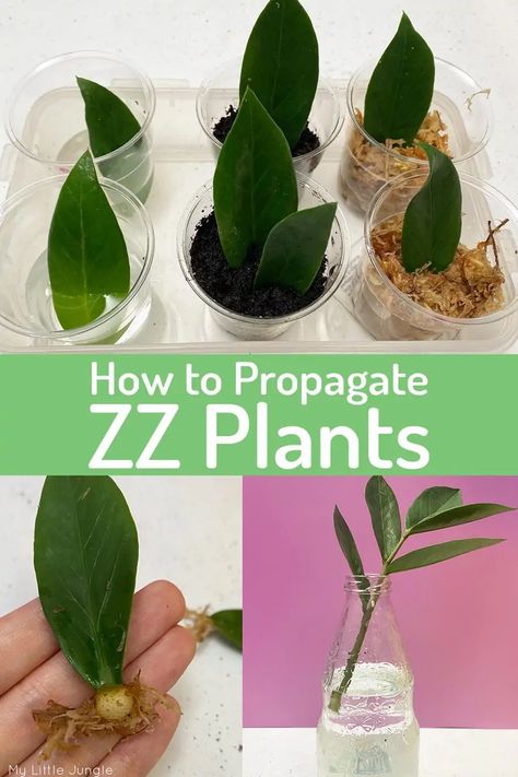 Propagating Plants In Water Tips, Propagating Leaves In Water, Zz Plant Propagation Leaves, Planting Propagated Plants, Botanical Accent Wall, How To Propagate Plants In Water, Black Zz Plant Care, House Plant Propagation, Propagating Plants In Water