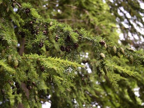 Hemlock Tree, Hedge Trees, Stop And Smell The Flowers, Trex Deck, Tree Pruning, Tree Trimming, Water Wise, Sustainable Garden, Flowers Gardening