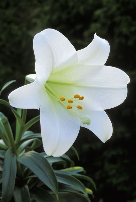 White Lily Deadly Plants, Easter Lilies, Cat Safe Plants, White Lily Flower, Types Of Herbs, Humans And Animals, State Symbols, Easter Lily, Vertical Herb Garden