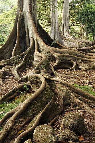 Tree Roots Landscaping, Flower Roots, Roots Of A Tree, Weird Trees, Fig Trees, Tree Root, Tree Textures, Theme Nature, Giant Tree