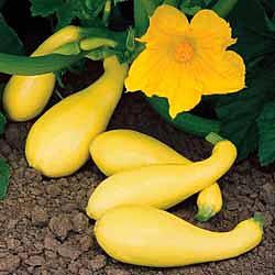 Gentry Hybrid Summer Squash - Squash Seed - Vegetable Seeds - Gurney's Seed & Nursery Zone 8 Gardening, Yellow Crookneck Squash, Flowers For Bees, Crookneck Squash, Feed The Hungry, Zone 9b, Terraced Garden, Squash Plant, Squash Varieties