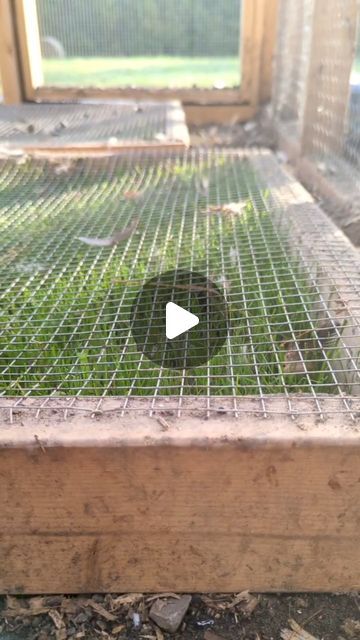 Grass Box For Chickens, Chicken Grass Trays, Grass In Chicken Run, Chicken Grass Feeder Ideas, Chicken Laying Boxes Ideas, Grass For Chickens, Chicken Garden Ideas, Chicken Coop Landscaping Ideas, Chicken Coop And Garden Layout