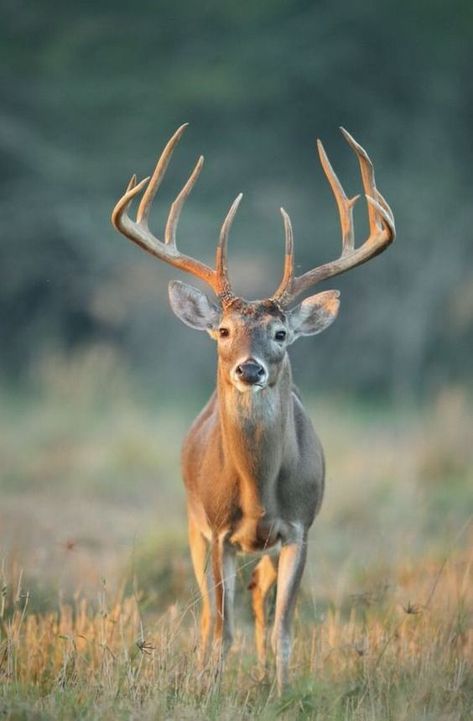 Deer Pics, Whitetail Deer Pictures, Bow Hunting Deer, Whitetail Hunting, Buck Hunting, Deer Photography, Whitetail Deer Hunting, Big Buck, Big Deer