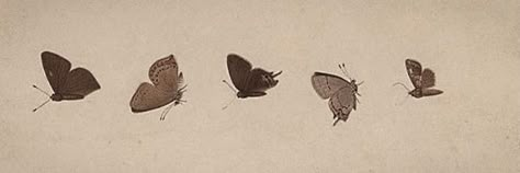 Twitter Header, Banners, Butterflies, Wallpapers, My Saves, Twitter, Wall, White