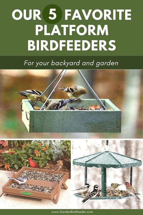 Platform feeders are a great choice for offering various types of bird feed or treats while also serving both ground feeding and perching birds. There are many styles available so let us help you pick the best platform bird feeder for your yard | #backyardbirds #birdfeeders #gardenbirds /// backyard birds // platform birdfeeders // birding Multi Bird Feeder Station, Platform Feeder Diy, Platform Bird Feeder Diy, Bird Feeder Tray Platform Diy, Backyard Bird Feeding Stations, Bird Feeder Station Ideas, Ground Bird Feeder, Bird Feeding Table, Air Birds