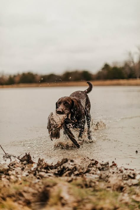 Chocolate Lab Hunting Dog, Fall Hunting Aesthetic, Duck Hunting Pictures Photography, Chocolate Lab Hunting, Hunting Dog Photography, Duck Hunting Aesthetic, Hunting Asethic, Wildlife Photography Aesthetic, Hunting Dog Wallpaper