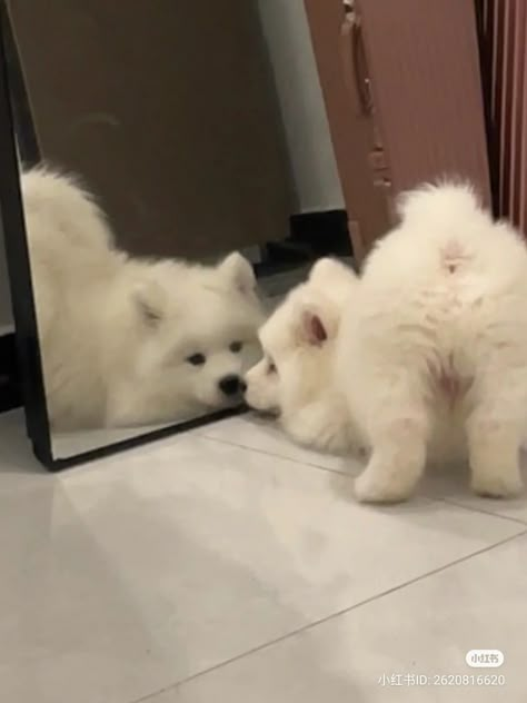 Samoyed Aesthetic Puppy, Samoyed Dogs Aesthetic, Aesthetic Samoyed, Samoyed Dogs Cute, Samoyed Aesthetic, Cute Samoyed Puppy, Cute Dog Aesthetic, Samoyed Puppies, Cute Samoyed