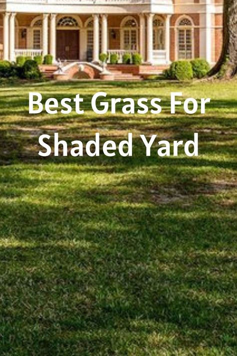 Best Grass For Shaded Yard Grass For Shady Areas, Small Greenhouse Interiors, Best Grass For Shade, Greenhouse Shelving, Aesthetic Greenhouse, Kitchen Greenhouse, Greenhouses Ideas, Herb Garden Outdoor, Greenhouse Aesthetic