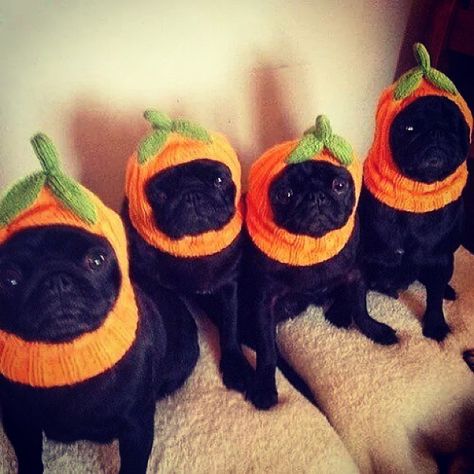 Happy #pugoween, it's Charlie's adoption day today! #pugsofinstagram #pugs #pug #halloween #pugstagram #cute #dogsincostume Black Pugs, Black Pug Puppies, Pug Mug, Pugs And Kisses, Pug Pictures, Pug Dogs, Pug Shirt, Black Pug, Pug Puppies