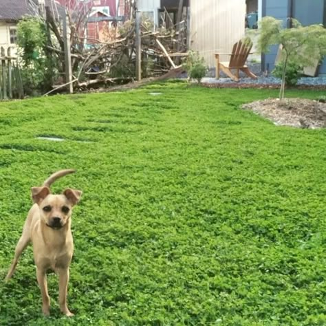 Green Carpet Rupturewort Lawn, Anti Lawn Ideas, Microclover Lawn Grass Alternative, Ground Cover For Dogs Yards, Clover Grass Lawn, Clover Backyard, Grass Alternative Backyard, Microclover Lawn, Clover Ground Cover