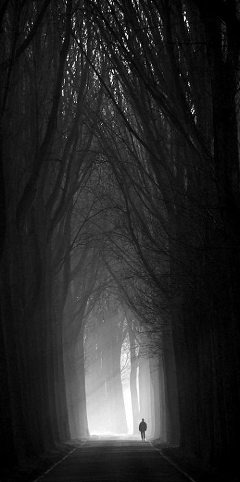 , Tree Cathedral, Dark Cathedral, Era Victoria, Person Walking, Peisaj Abstract, All Is Lost, Different Person, Woods Photography, Walk Alone