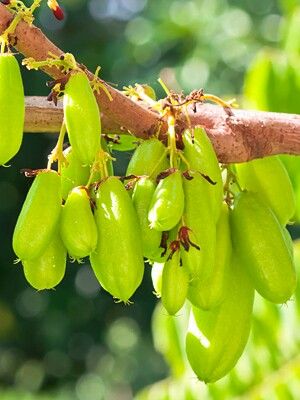 Averrhoa bilimbi is a fruit-bearing tree of the genus Averrhoa, family Oxalidaceae. It is a close relative of the carambola tree. It's fruit is very sour. House Beautiful Kitchens, Tree Branch Tattoo, Kerala Photography, Tattoo Wall Art, Fruit Pictures, Fruit Bearing Trees, Fruit Stickers, Star Fruit, Exterior House Remodel