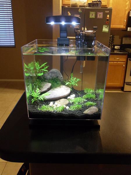 Aquarium Substrate Layers, Micro Fish Tank, Black Sand Fish Tank Ideas, Black Sand Aquascape, Black Substrate Aquarium, Simple Aquascape Ideas, Black Sand Aquarium Ideas, Simple Fish Tank Ideas, Black Sand Fish Tank