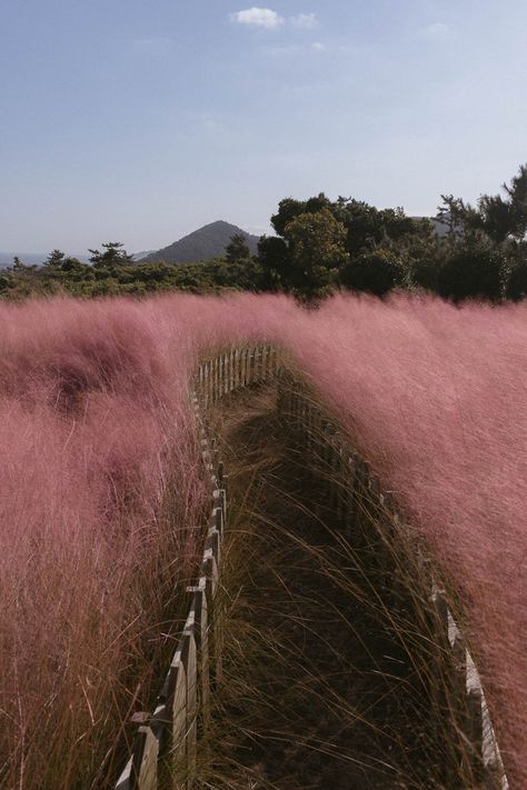 20 Beautiful Places to See Pink Muhly in Korea, With a Map Pink Muhly Grass Korea, Beautiful Place In Korea, Aesthetic Places Korea, Korea Beautiful Places, Korea Moodboard, Places In Korea, Korean Nature, South Korea Nature, Pink Places