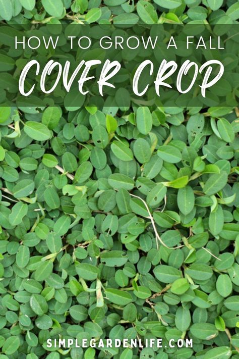 Winter Cover Crops For Gardens, Cover Crops For Gardens, Cover Crops, Ground Cover Seeds, Fall Crops, Clover Seed, Spring Crops, Fall Crop, Winter Vegetables Gardening