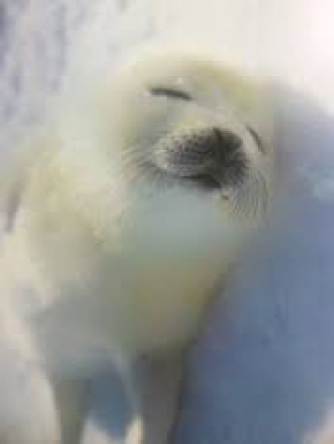 Harp Seal Wallpaper, Cute Seal Pictures, Fluffy Seal, Baby Seal Pup, Harp Seal Pup, Plastic Free Life, Harp Seal, Cute Seals, White Animals