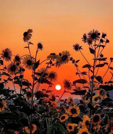 Sunflower Sunset, Sunflower Photography, Photo Arts, Orange Sunflowers, Sunset Background, Sunflower Wallpaper, Sun Rise, Wallpaper Nature Flowers, Orange Aesthetic