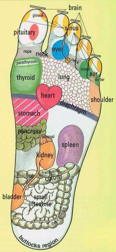 Reflexology Foot Chart, Reflexology Chart, Hip Flexor Stretch, Reflexology Massage, Foot Reflexology, Young Living Oils, Trening Abs, Foot Massage, Reflexology