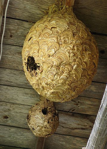 Japanese wasp nests. The large one is about 60cm in diameter. Photo by Ben Dixon Nesting Boxes Diy, Butterfly Information, Animal Architecture, Foto Macro, Hornets Nest, Wasp Nest, Bees And Wasps, Bird Nests, Natural Structures