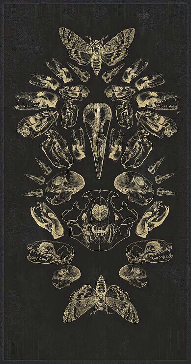 Animal Bones Wallpaper, Aesthetic Photos To Print For Room, Shadow And Bone Tattoo, Curiosity Illustration, Bone Background, Bug Wallpaper, Anatomical Art, Animal Skeletons, Vulture Culture