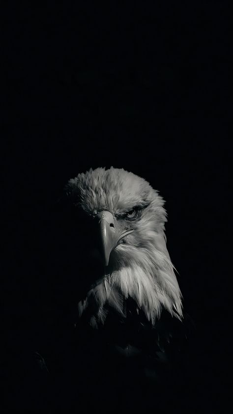 Eagle Dark Aesthetic, Black And White Artist Aesthetic, Aesthetic Photographs Of Nature, Beautiful Wallpapers For Iphone Black, Eagle Aesthetic Wallpaper, Black Photography Dark, Black Animal Wallpaper, Eagle Wallpaper Iphone, Eagle Pic