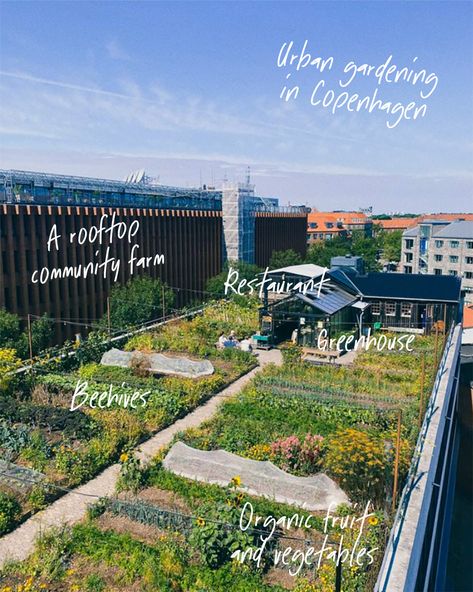 We 💚 everything about this project! A lush green oasis that grew from concrete and a seed of an idea. Take a disused rooftop in the heart of Copenhagen. Find members from the local neighborhood. A farming hook up helps too. Grow a rooftop farm together. Get a weekly share of the harvest. Open a restaurant. Welcome to ØsterGro. Seed + heart + vision. 🌱 💚 Rooftop Community Garden, Urban Farming Design, Rooftop Vegetable Garden, Urban Farming Architecture, Rooftop Farming, Permaculture Farming, Open A Restaurant, Arch Building, Farm Restaurant