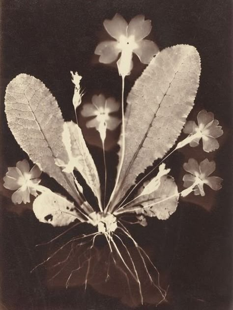 19th Century (1860) botanical print (photogram) Alternative Photography, Antique Botanical Print, National Gallery Of Art, Vintage Botanical, Botanical Print, Floral Wall Art, Art Plastique, Botanical Illustration, Vintage Photography