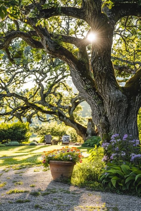 Looking to liven up your yard under those magnificent oak trees? We've got you covered! Explore range of creative and colorful planting ideas that work beautifully under oak canopies. From shade-loving flowers to charming seating areas, discover how to turn your outdoor space into a cozy retreat. Get inspired by these unique suggestions that make the best use of the abundant shade while keeping your garden looking fresh and inviting. Your oak trees deserve a beautiful landscape, let’s make it happen! Tree Yard Ideas, Garden Bed Around Tree, Shade Loving Flowers, Tree Mulch, Balcony Bar, Porch Windows, Backyard Balcony, Planting Ideas, Oak Trees