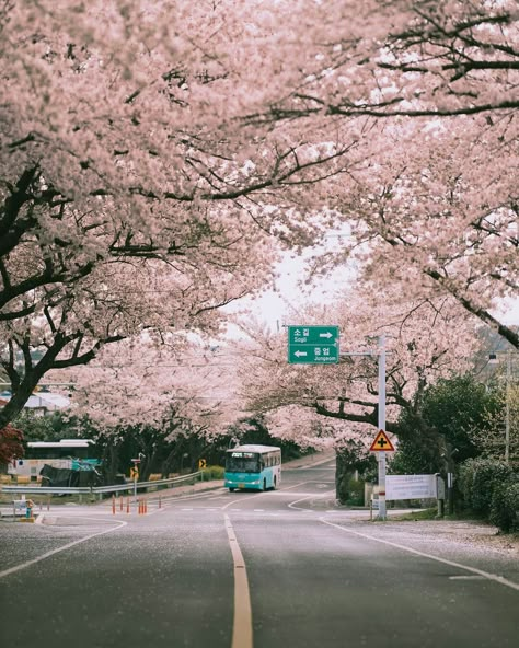 South Korea Jeju Island, Jeju Island Aesthetic Wallpaper, Korea Jeju Island Aesthetic, Jeju Island Photography, Jeju Aesthetic, Jeju Island Aesthetic, Cherry Blossom Seoul, Korea Tourist Spots, South Korea Trip