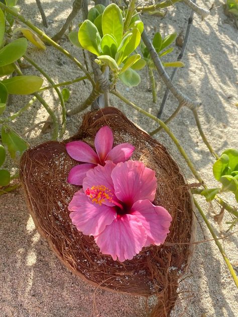 Plumeria Flowers Aesthetic, Hawaii Astethic, Hibiscus Aesthetic, Coconut Hawaii, Aloha Flower, Island Flowers, Hawaii Photos, Flower Hawaii, Fav Flower